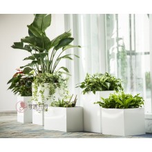專注室內(nèi)綠植服務(wù)8年，綠植租賃，免費(fèi)養(yǎng)護(hù)，一站式商務(wù)空間